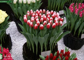 Tulipa Lech Walesa