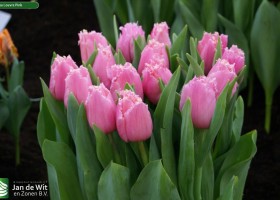 Tulipa Louvre Pink