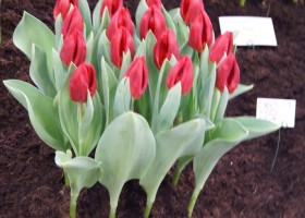 Tulipa Love Flight