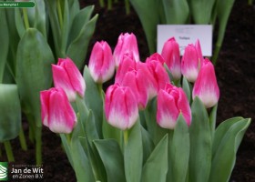 Tulipa Memphis 1