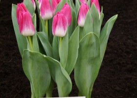Tulipa Memphis