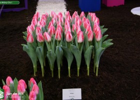Tulipa Mickey Chic 1