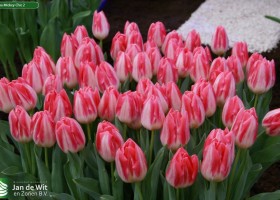 Tulipa Mickey Chic 2