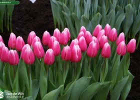 Tulipa Milkshake 2