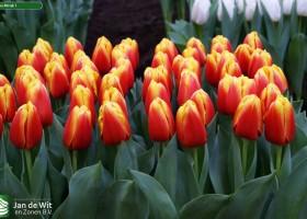 Tulipa Minsk 1