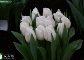 Tulipa Mrs Medvedeva 1