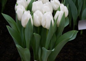 Tulipa Mrs Medvedeva