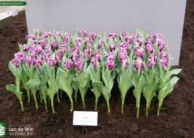 Tulipa Mysterious Parrot 1