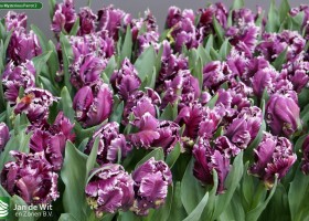 Tulipa Mysterious Parrot 2