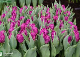 Tulipa Parrot Prince 1
