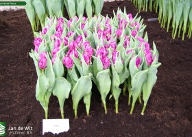 Tulipa Parrot Prince