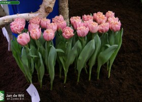Tulipa Pink Magic