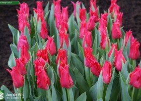 Tulipa Pretty Love 1