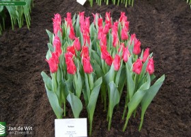 Tulipa Pretty Love