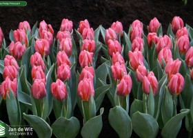Tulipa Pretty Princess 4