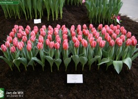 Tulipa Pretty Princess