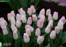 Tulipa Provence 1