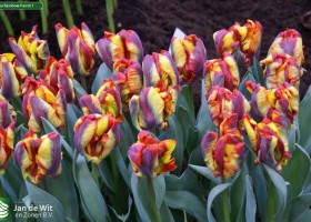Tulipa Rainbow Parrot 1