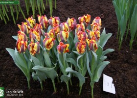 Tulipa Rainbow Parrot