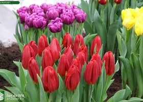 Tulipa Red Gold 1