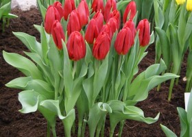Tulipa Red Gold