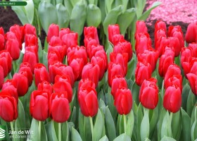 Tulipa Red Label 2