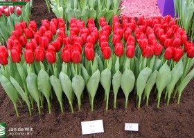 Tulipa Red Label