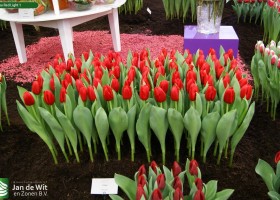 Tulipa Red Light 1