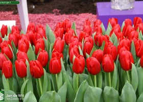 Tulipa Red Light 3