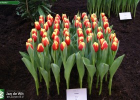 Tulipa Replay 1