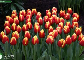 Tulipa Replay 2