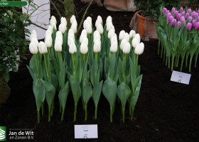 Tulipa Rigel