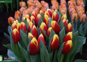 Tulipa Russia 1