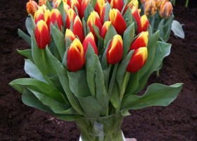 Tulipa Russia