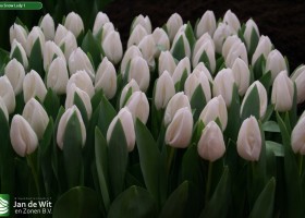 Tulipa Snow Lady 1