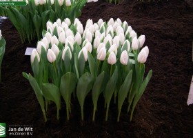 Tulipa Snow Lady