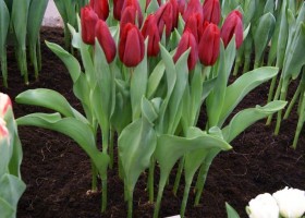 Tulipa Strong Love 1