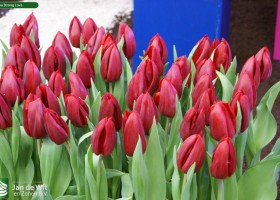 Tulipa Strong Love