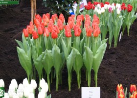 Tulipa Sunbelt