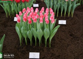 Tulipa Super Model 1