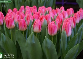 Tulipa Super Model 3