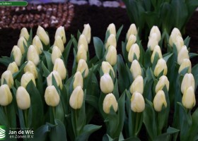 Tulipa Tallinn 1