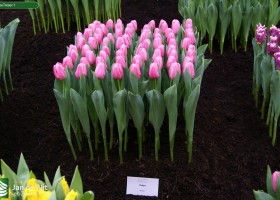 Tulipa Tresor 1