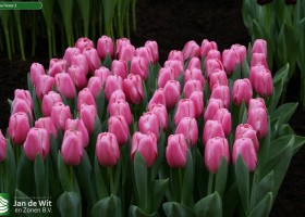 Tulipa Tresor 2