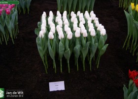 Tulipa Up Date