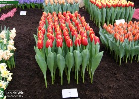 Tulipa Verandi 1