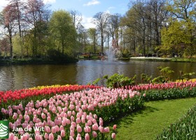 Keukenhof 2016