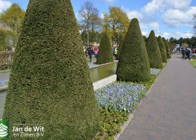 Keukenhof 2016 (13)