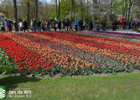 Keukenhof 2016 (14)