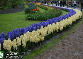 Keukenhof 2016 (15)